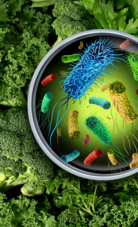 Bacteria and germs on vegetables and the health risk of ingesting contaminated green food including romaine lettuce as a produce safety concept 3D render elements.